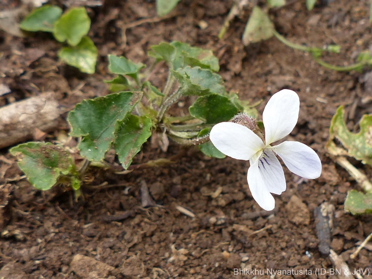 Viola pilosa Blume